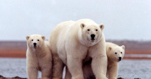 Arctic drilling plan in Alaska hits roadblock