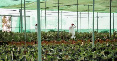 60 kinds of diverse trees and shrubs housed in Umm Salal