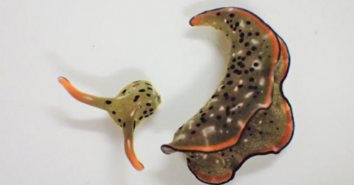 Sea slugs lose heads to rid bodies of parasites, Japan researchers show