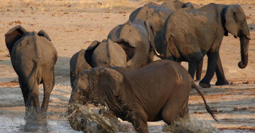 African elephants face growing risk of extinction - Red List