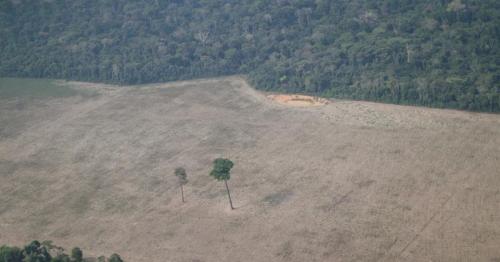 Brazil seeks $1 billion in foreign aid to curb Amazon deforestation by 30-40% -environmental minister