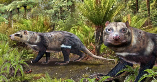 Beast of five teeth: Chilean scientists unearth skunk that walked among dinosaurs