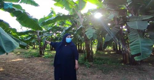 Business lady gives Saudi Arabia world competitive edge in banana planting