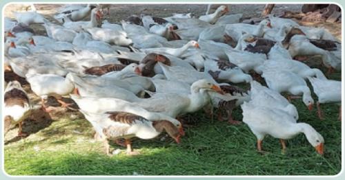 Ministry provides 100 snow geese to Al Bayt Stadium and Aspire Park ponds