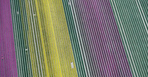 Millions of Dutch tulips bloom again, in a spectacle few will see 