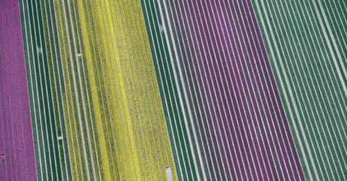 Millions of Dutch tulips bloom again, in a spectacle few will see