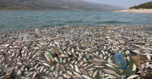 Tonnes of dead fish wash up on shore of polluted Lebanese lake