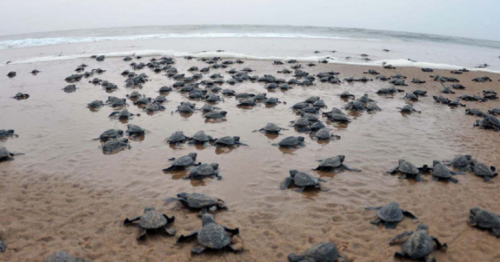 QU's Environmental Science Center Begins Annual Season to Monitor Rare Sea Turtle Nesting