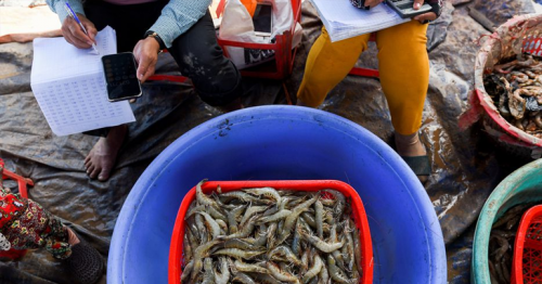 Faced with climate challenges, Vietnamese rice farmers switch to shrimp