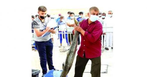 Decrease in quantity of fish during auction at Al Wakra