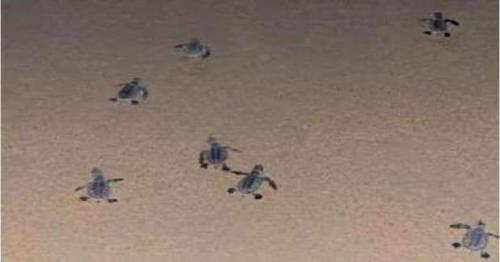 First hatching of hawksbill sea turtles at Fuwairit Beach recorded