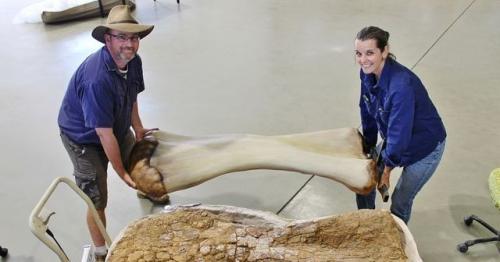 New dinosaur species discovered in Australia, one of world's biggest 