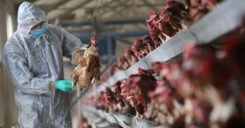 China reports H5N8 avian flu in wild birds in Shaanxi province