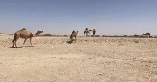 MME seizes camel herds for violation of grazing through open deserts