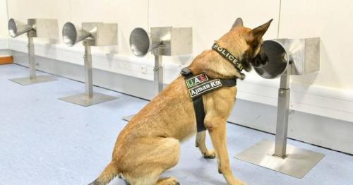 Police dogs better than PCR test in detecting Covid cases: Study