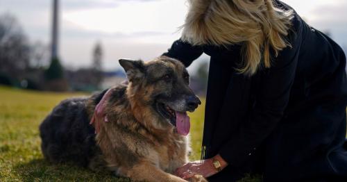 Bidens announce death of 'first dog' Champ 