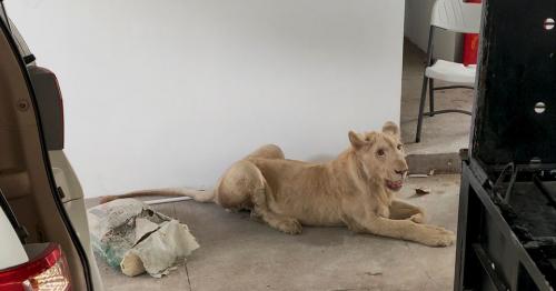Declawed TikTok lion rescued from Phnom Penh home