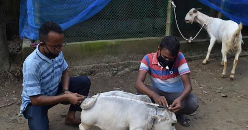 Thousands Flock To See 23-Month-Old, 51cm Dwarf Cow 