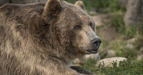 Grizzly bear shot dead after killing woman in Montana