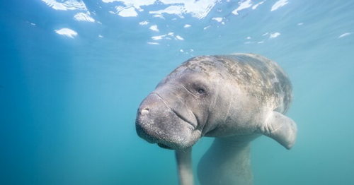 Florida breaks manatee death record in first six months of 2021