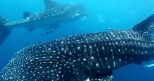 Whale sharks congregate in Qatar in mesmerizing scene