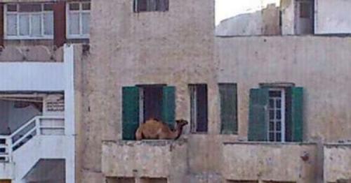 How did this Egyptian take a camel to his 5th floor balcony?