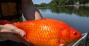 Warning After Giant Goldfish Found in US Lake